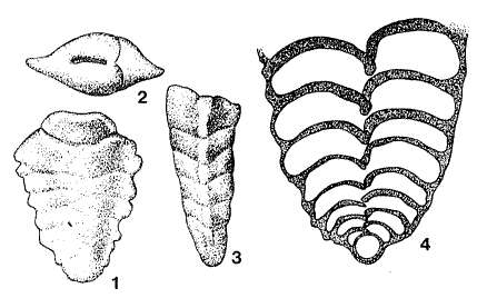 Image de Paravulvulina serrata (Reuss 1867)