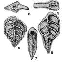 Image de Tetragonostomina rhombiformis Mikhalevich 1975