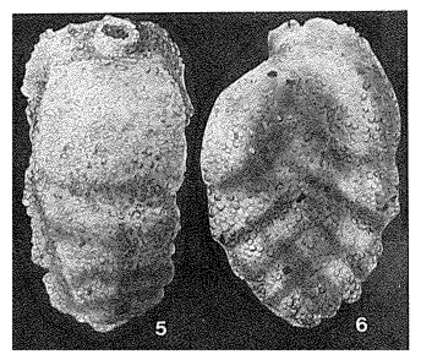 Image of Siphotextularia wairoana Finlay 1939