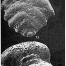 Image of Karrerotextularia gabonica Le Calvez, de Klasz & Brun 1974