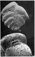 Image of Karrerotextularia gabonica Le Calvez, de Klasz & Brun 1974