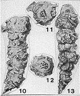 Image of Cribrobigenerina parkerae Andersen 1961