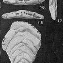 Image of Poritextularia mexicana Loeblich & Tappan 1952