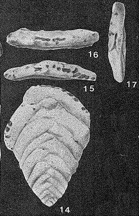 Image of Poritextularia mexicana Loeblich & Tappan 1952