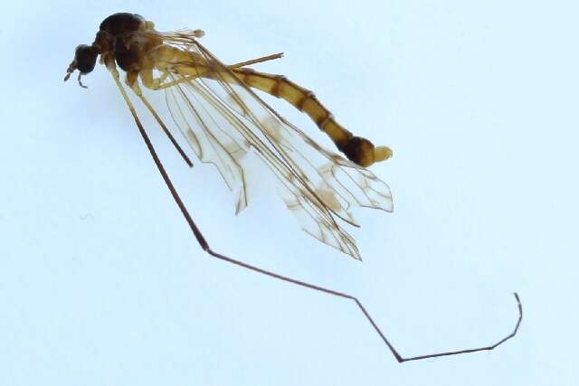 Image de Idioptera pulchella (Meigen 1830)