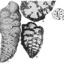 Image of Colomita irregularis (Seguenza 1880)