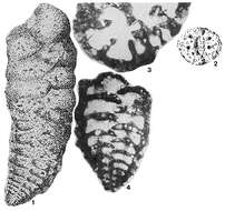 Image of Colomita irregularis (Seguenza 1880)