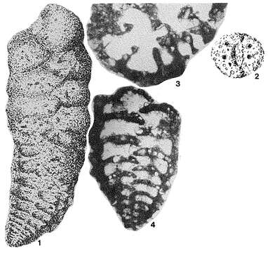 Colomita irregularis (Seguenza 1880) resmi