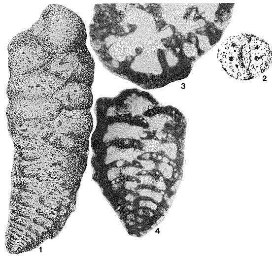 Слика од Colomita irregularis (Seguenza 1880)