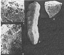 Image of Clavulinopsis hofkeri Banner & Desai 1985