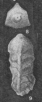 Image of Clavulinoides trilatera (Cushman 1926)