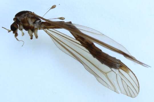 Image of Dolichopeza