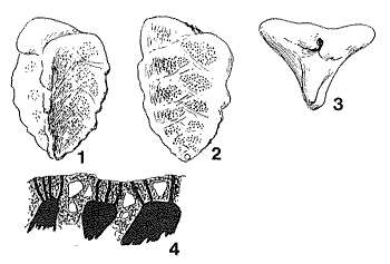 Image of Valvoreussella bronnii (Reuss 1845)