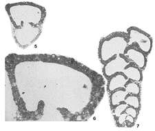 Image of Pseudogaudryina atlantica (Bailey 1851)