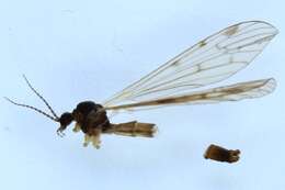 Image of Eloeophila trimaculata (Zetterstedt 1838)