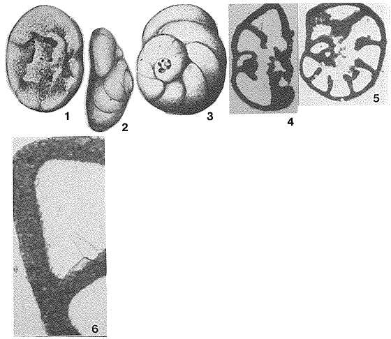 Image of Discorinopsis gunteri Cole 1941