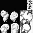 Image of Cribrobulimina mixta (Parker & Jones 1865)