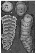 Image of Cribrogoesella robusta (Brady 1881)
