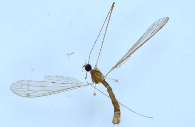 Sivun Atypophthalmus (Atypophthalmus) inustus (Meigen 1818) kuva