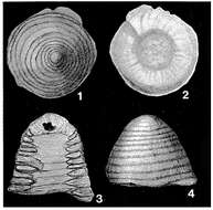 Image of Alanwoodia campanaeformis (Brady 1884)