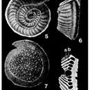 Image of Conicospirillinoides semidecoratus (Heron-Allen & Earland 1915)