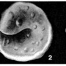 Image of Conicospirillina trochoides (Berthelin 1879)