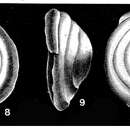 Image of Turrispirillina conoidea (Paalzow 1917)