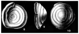 Image of Turrispirillina conoidea (Paalzow 1917)