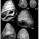 Image of Hergottella jonesi (Howchin 1895)