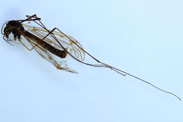 Image of Tipula (Pterelachisus) varipennis Meigen 1818