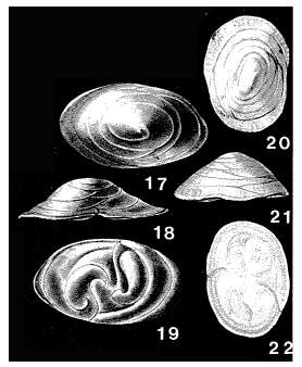 Image of Patellinoides conica Heron-Allen & Earland 1932