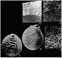 Image of Brasiliella variabilis Troelsen 1978