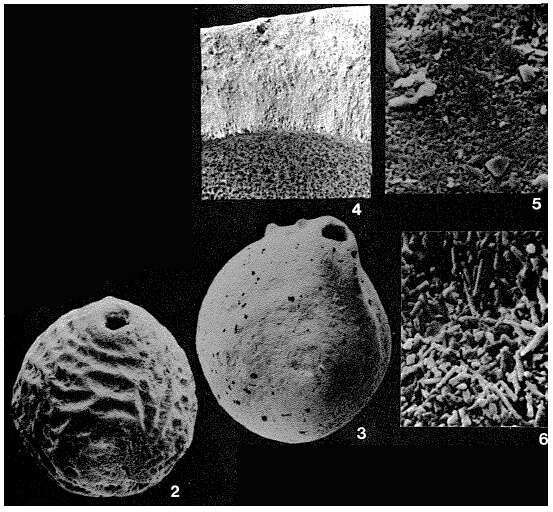 Image de Brasiliella variabilis Troelsen 1978