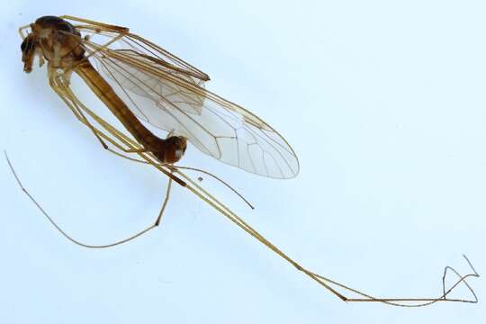 Tipula (Acutipula) fulvipennis De Geer 1776 resmi