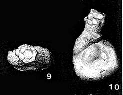 Image of Rectocornuspira lituiformis Warthin 1930