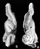 Image of Calcitornella elongata Cushman & Waters 1928