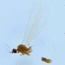 Image of Molophilus (Molophilus) ochraceus (Meigen 1818)