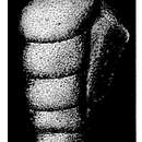 Image of Trepeilopsis grandis (Cushman & Waters 1927)