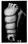 Image de Trepeilopsis grandis (Cushman & Waters 1927)