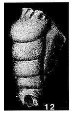 Image de Trepeilopsis grandis (Cushman & Waters 1927)
