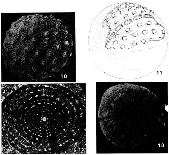 Image de Shanita amosi Brönnimann, Whittaker & Zaninetti 1978