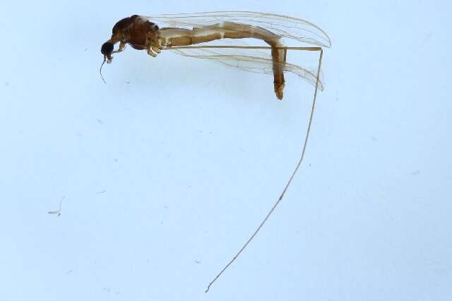 Image of Orimarga (Orimarga) attenuata (Walker 1848)