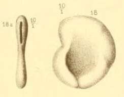 Image of Fischerina communis (Seguenza 1880)