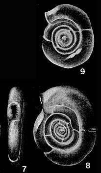 Image of Trisegmentina compressa Wiesner 1931