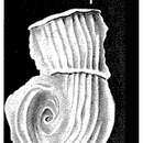 Image of Nodobaculariella japonica Cushman & Hanzawa 1937