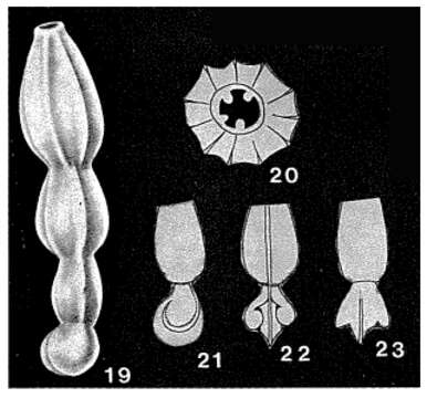 Plancia ëd Stellarticulina mutabilis (d'Orbigny 1846)