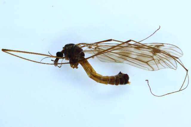 Image of Tipula (Pterelachisus) pseudoirrorata Goetghebuer 1921