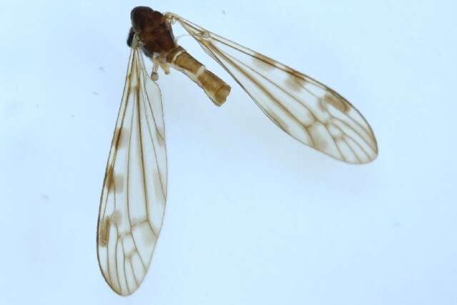 Image of Dicranomyia (Dicranomyia) consimilis (Zetterstedt 1838)