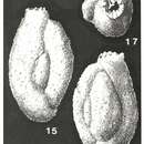 Imagem de Dentostomina bermudiana Carman 1933