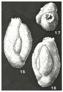 Image of Dentostomina bermudiana Carman 1933